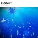 innvovative interactive digital paint with fishes with realistic graphics