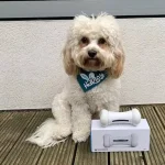 robot pet toy easy to clean