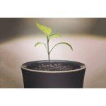 Botanium Automatic Watering and Soil-Free Growing Hydroponic Pot - Image 4