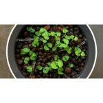 Botanium Automatic Watering and Soil-Free Growing Hydroponic Pot - Image 5